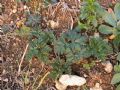 Anemone coronaria